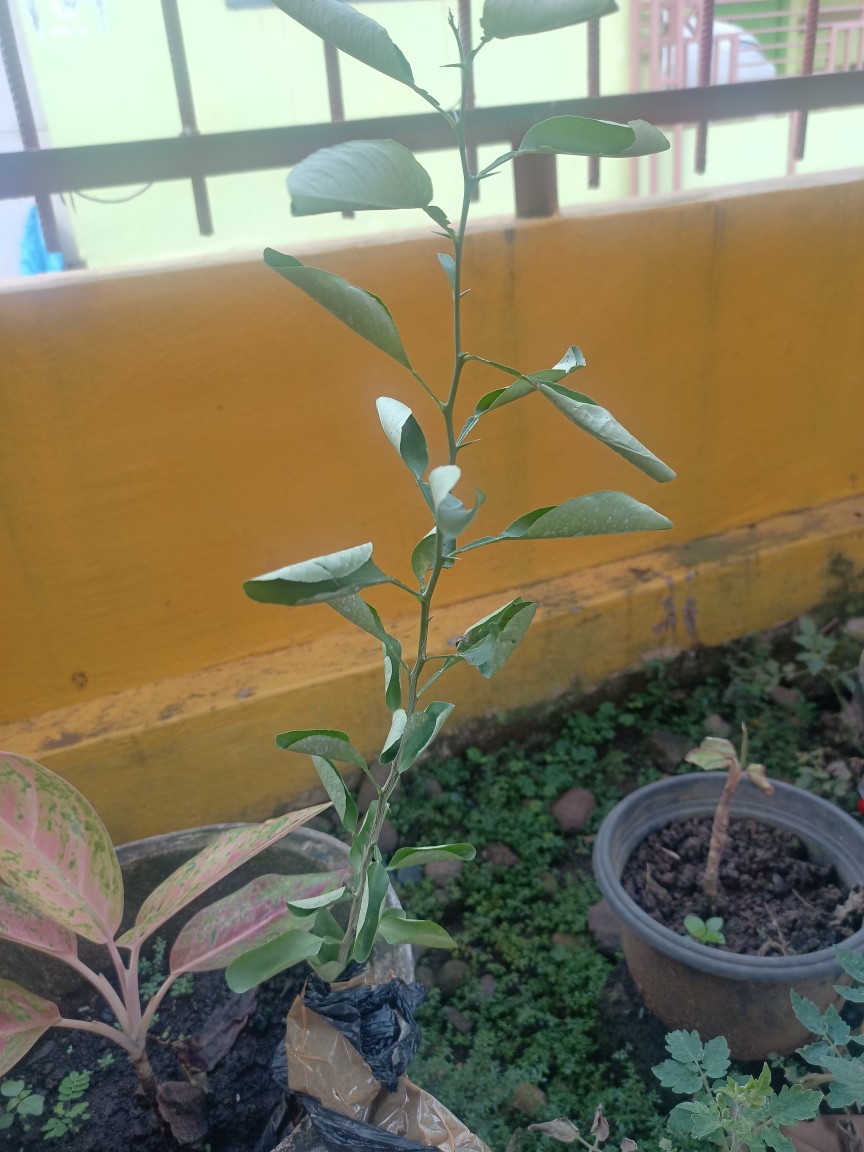 Bibit Tanaman Jeruk Nipis Seedling