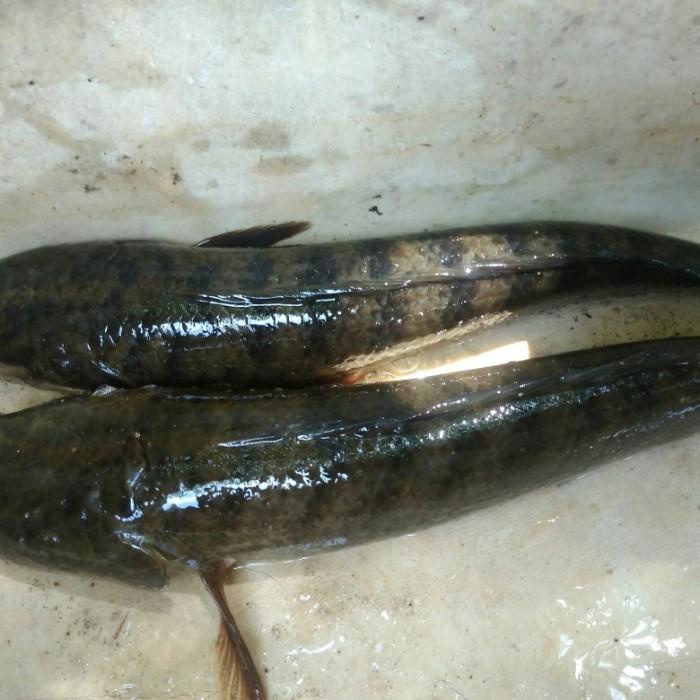 

Art Paper Indukan Gabus Perpasang