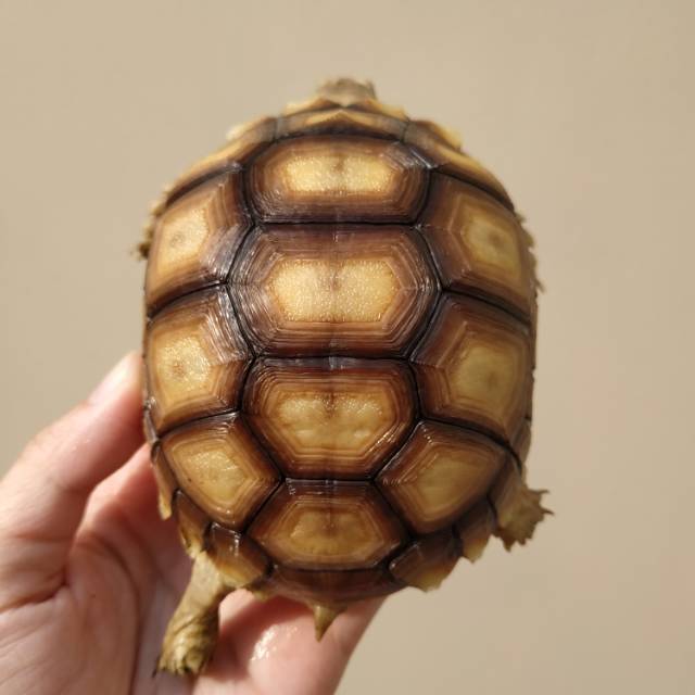 Sulcata tortoise/kura darat sulcata 9-10cm Mulus