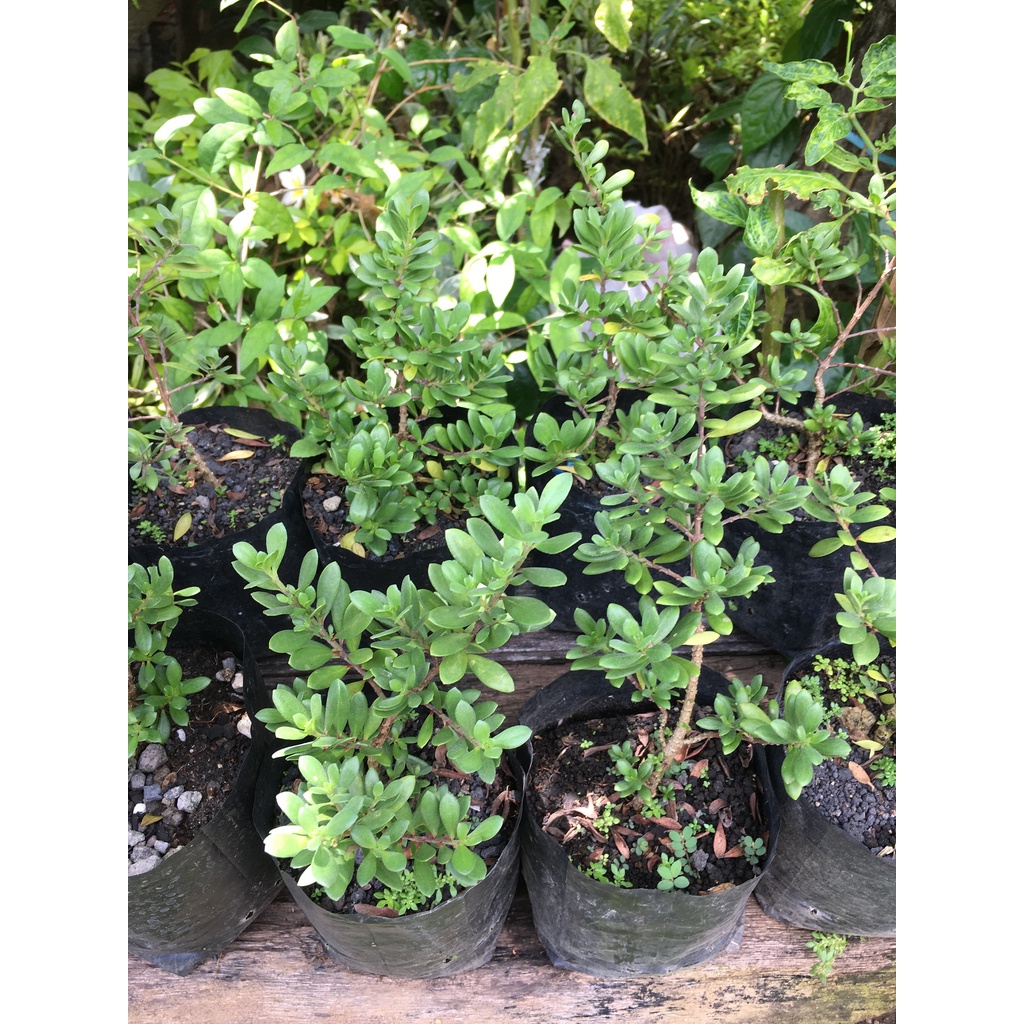 BIBIT BONSAI SANTIGI MAWAR / SANTIGI MAWAR MICRO / SANTIGI MAWAR SUPER / SANTIGI MAWAR BULAT / SANTI