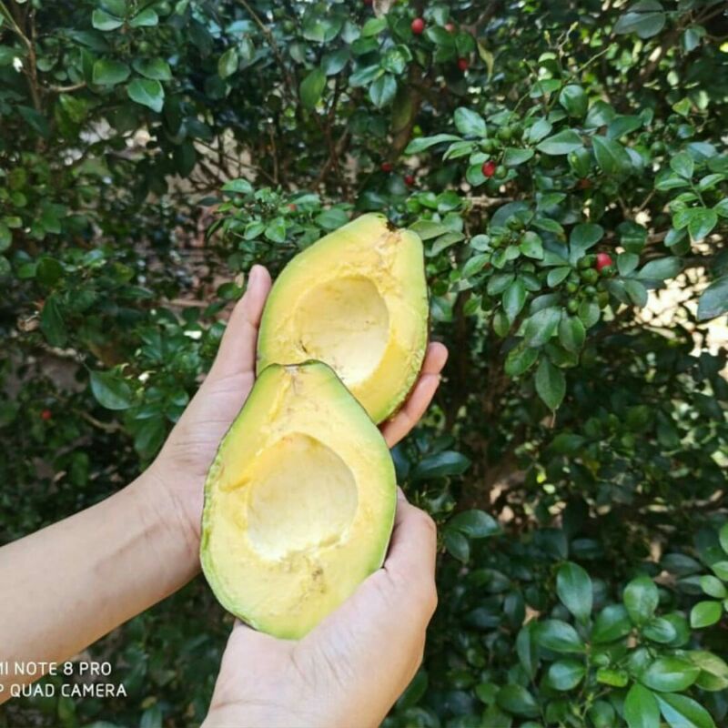 

ALPUKAT MENTEGA JUMBO 1KG ISI 3 BUAH MURAH BERGARANSI