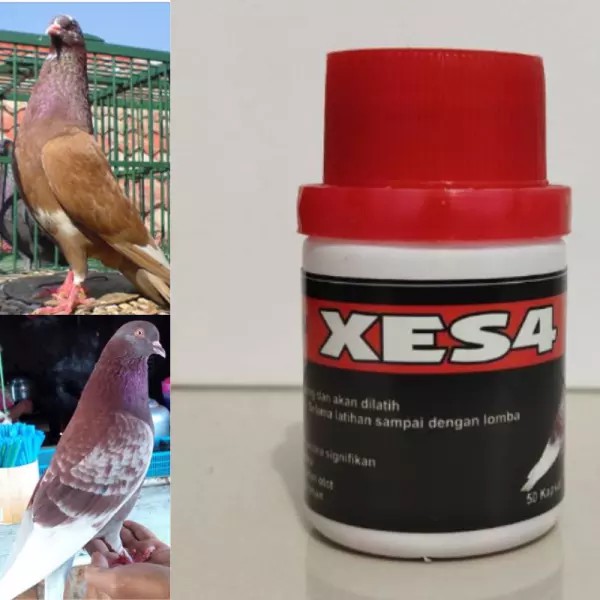 Vitamin Burung Baron XES4 Obat Merpati Kolong Isi 50 Kapsul Doping Burung Merpati