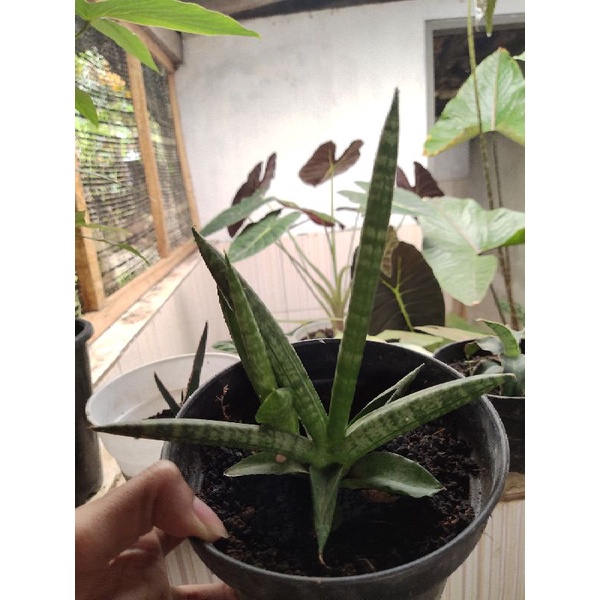 Sansivera Boncel mini + Anakan Cantik Realpict