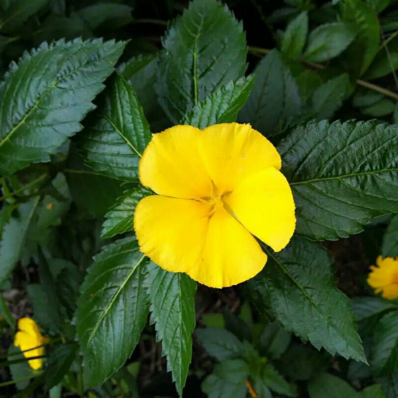 Yolanda kuning  (Myosurus L. Ranunculus)- Tanaman hias bunga yolanda kuning/buttercup kuning