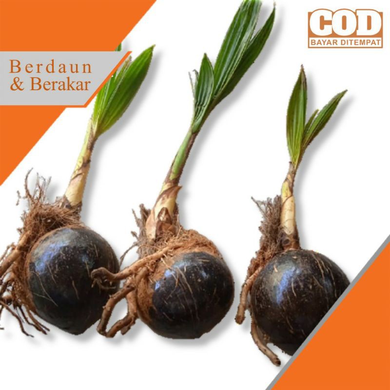 BONSAI KELAPA GADING Bonsai kelapa Minion Bibit bonsai kelapa