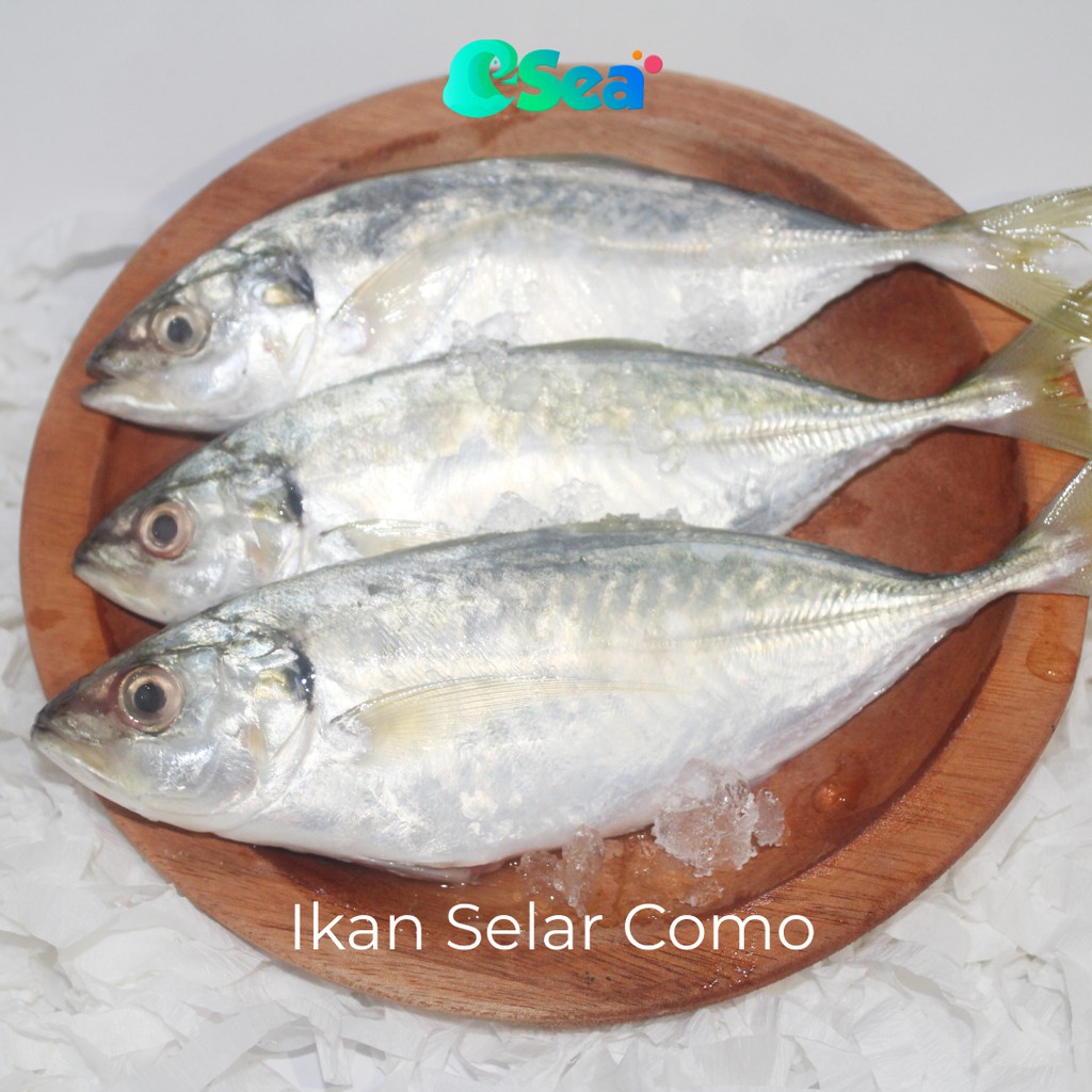 

Esea Ikan Selar Segar Kualitas Premium Per Pack