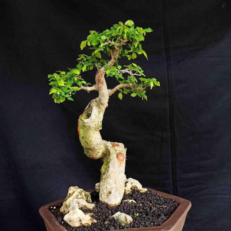 Bonsai Pohon Serut Bunjin Prospek
