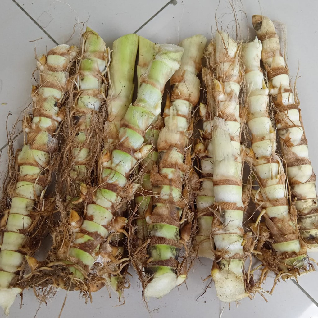 Benih Odot bibit Rumput Odot Pakan Ternak Sapi,kambing ,domba,kelinci