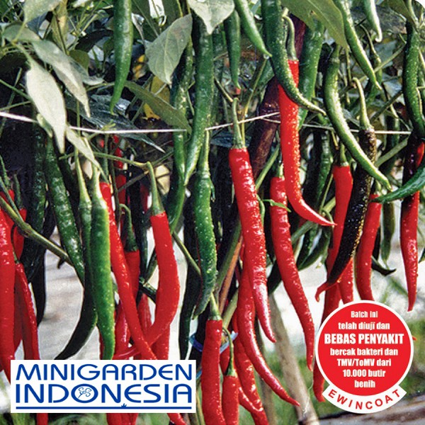 15 benih cabai besar keriting gada F1 ( 10-14 gram / buah ) bibit tanaman sayur sayuran cabe lombok