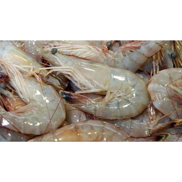 

UDANG PECI (500 GRAM)