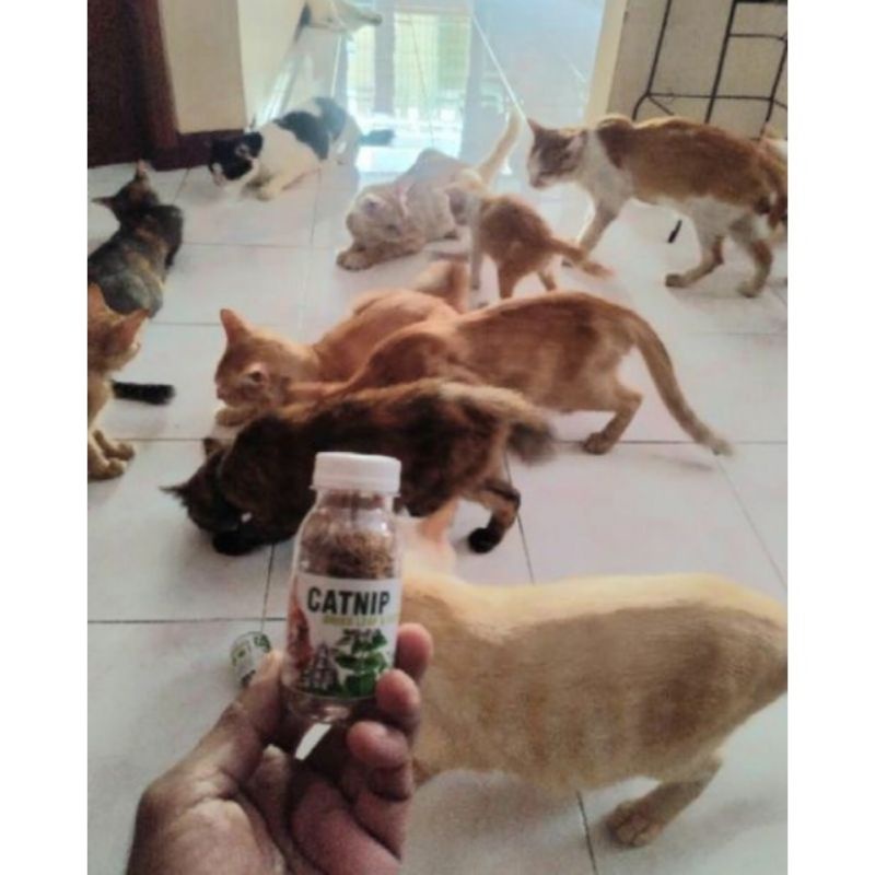 CATNIP BOTOL - Daun Akar CATNIP Makanan Kucing Catmint Obat Birahi Kucing Obat Stress Kucing