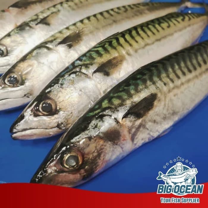 

Ikan Makarel | Saba fish @1kg