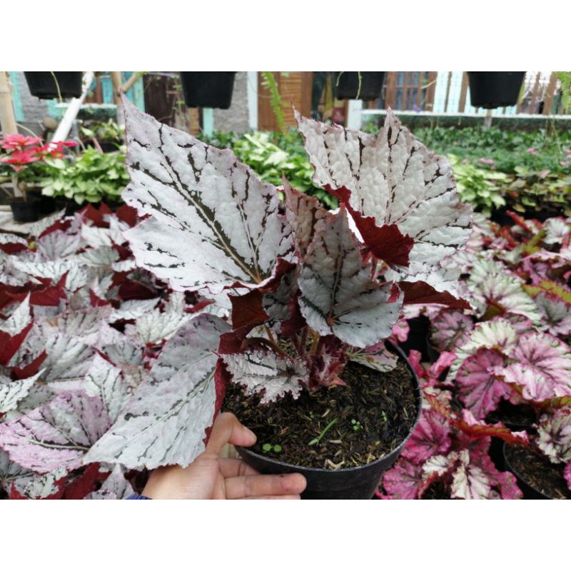 Begonia Rex Silver