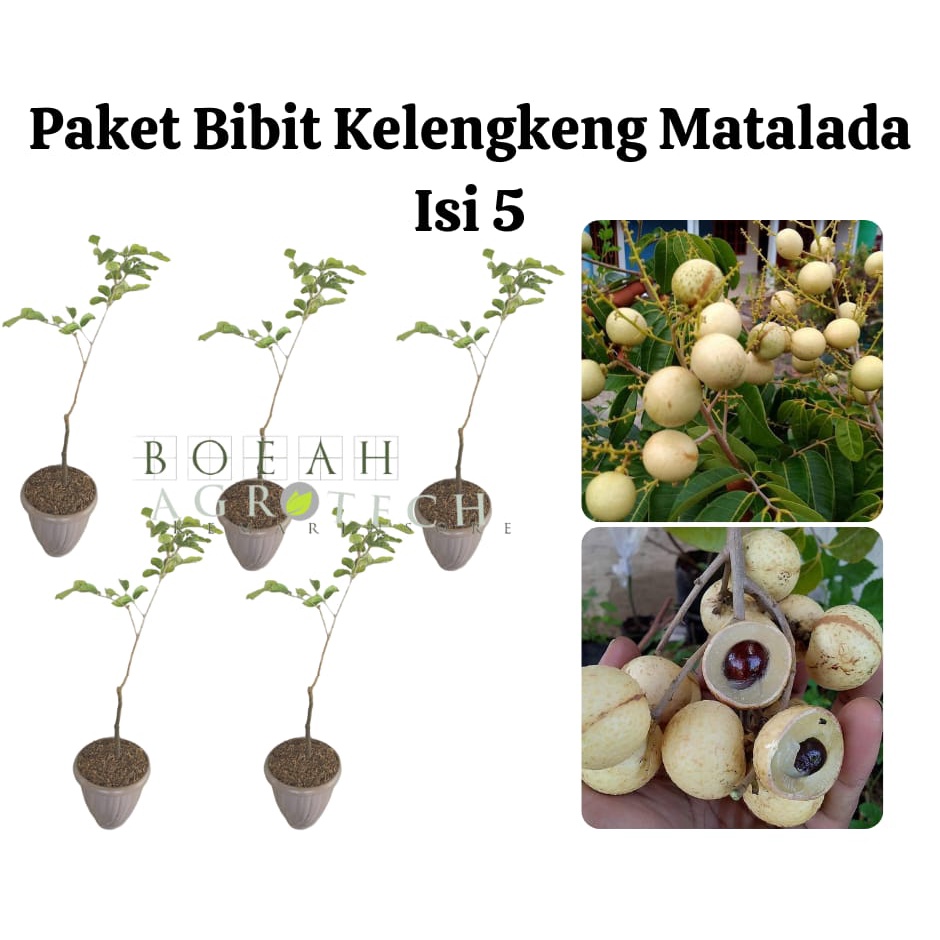 Paket Hemat Bibit Kelengkeng Matalada Okulasi Isi 5 Bonus Bibit Strawberry+Polibag