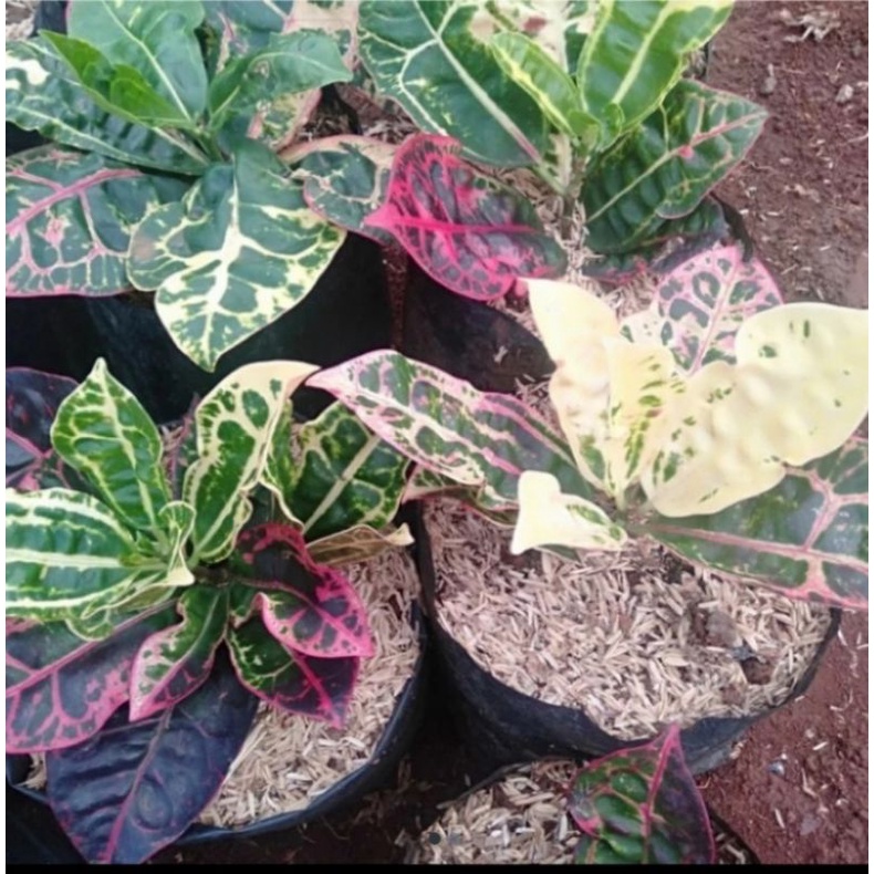 Pohon puring kura / bibit tanaman puring kura