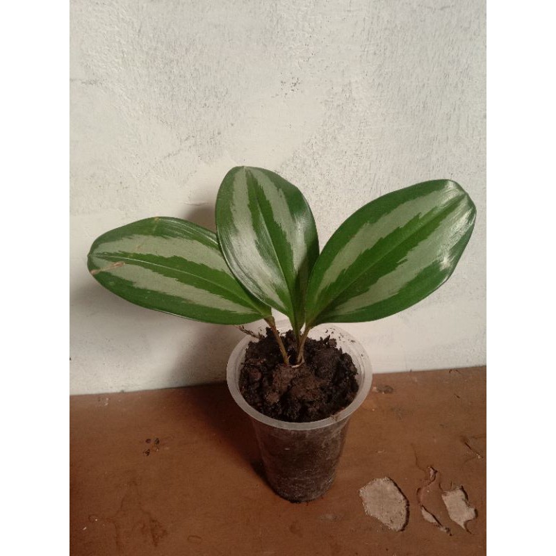 

Treubi susu borneo