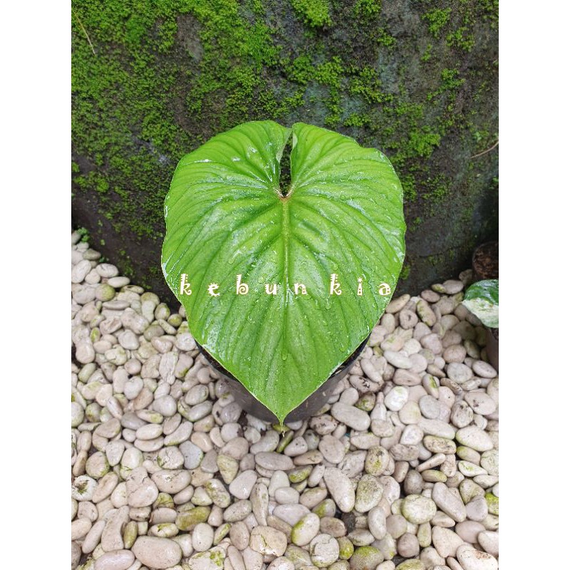 philodendron plowmanii