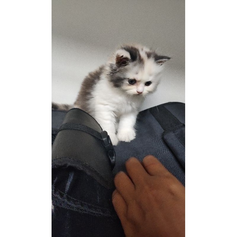 Kucing Persia Flatnose Calico tergemashh