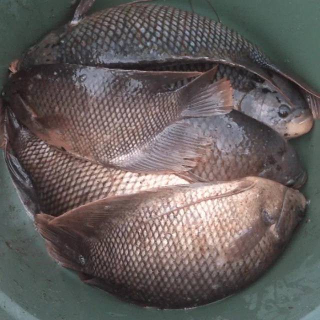 

Lauk Makan Mentah Ikan Gurame Segar 500gr