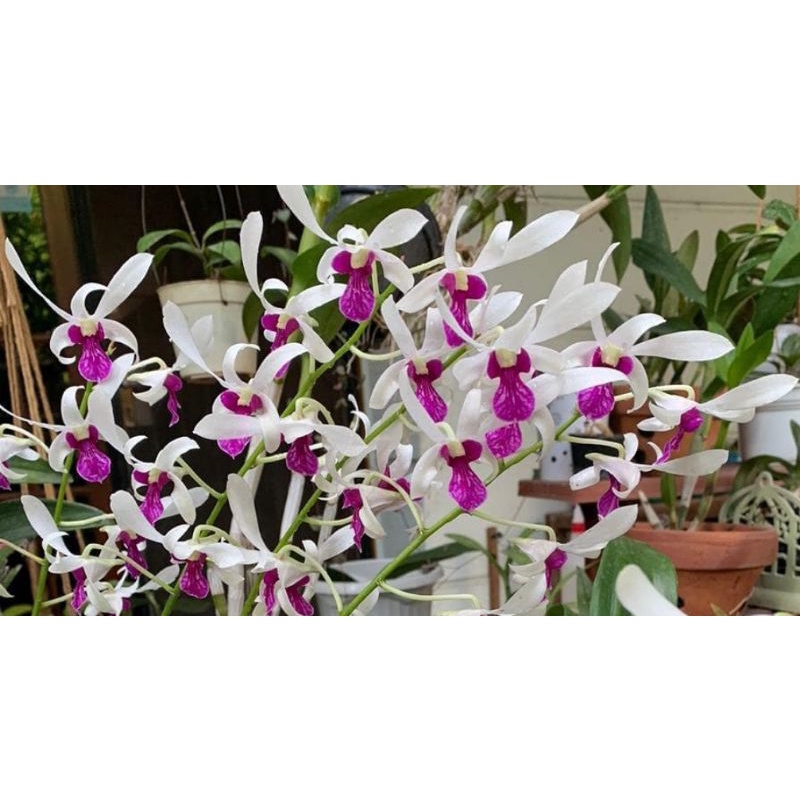 dendrobium mesangnil x uthai