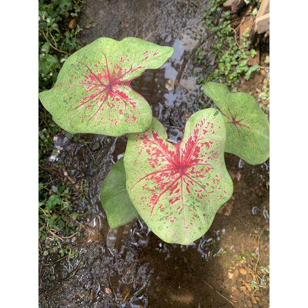 Caladium Florida mirip Caladium H37/ Kimora / keladi uncle marley Cantik