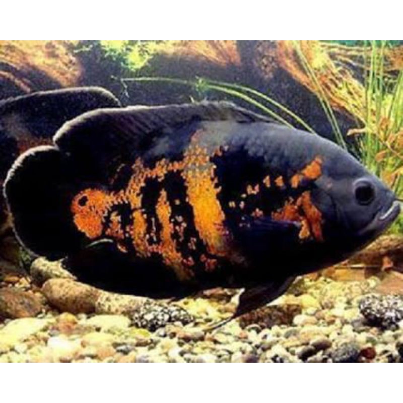 ikan hias oscar batik