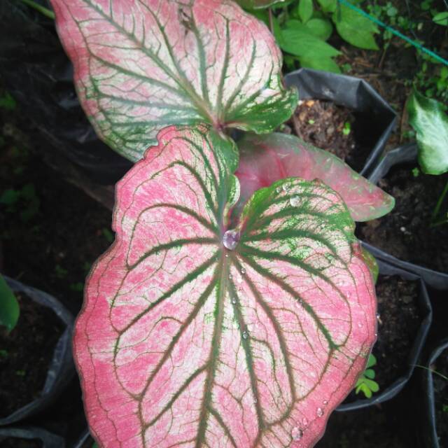 Caladium Infinity Shopee Indonesia