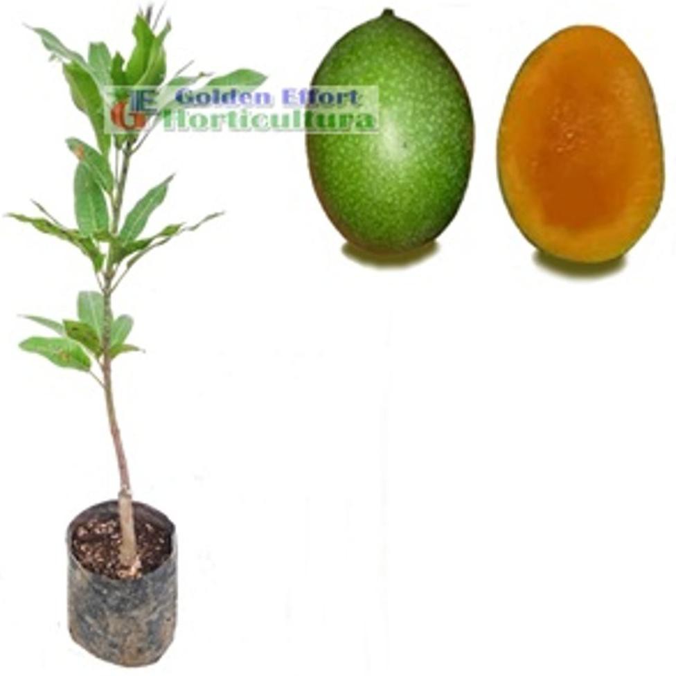 >Li Mangga Lalijiwo 1#