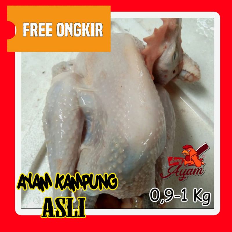 

ayam kampung asli fresh