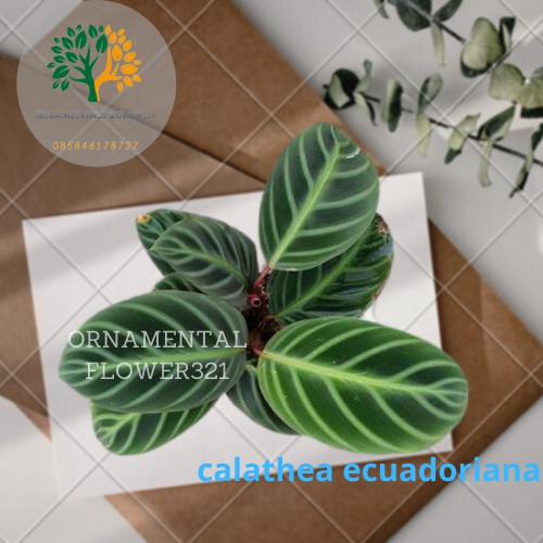 Tanaman Hias Calathea Ecuadoriana