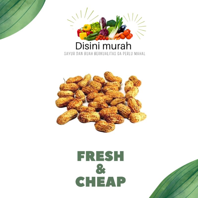 

kacang tanah kulit mentah