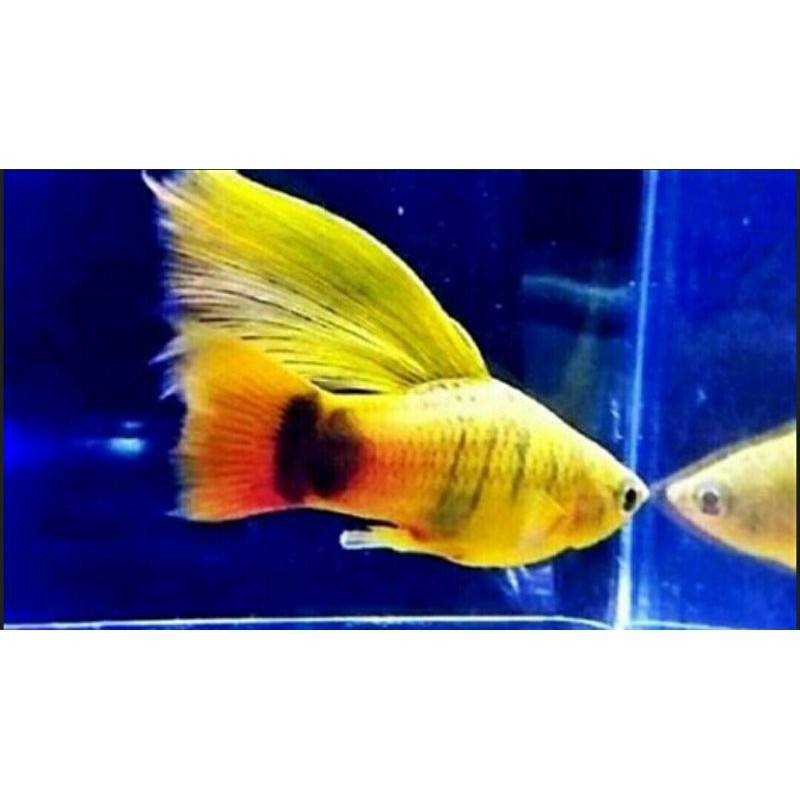 ikan hias platis cendrawasih paket murah lebay 10 ekor