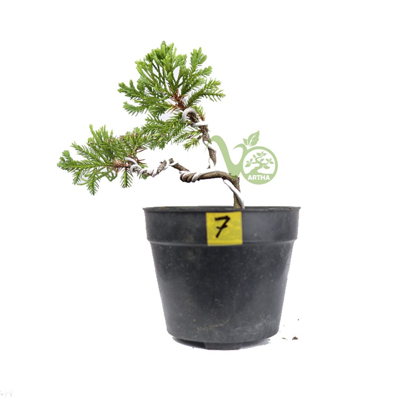 Bonsai Cemara Sinensis Mame - Shito 7