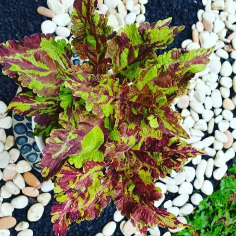 Tanaman hias pohon miana batik / miana batik