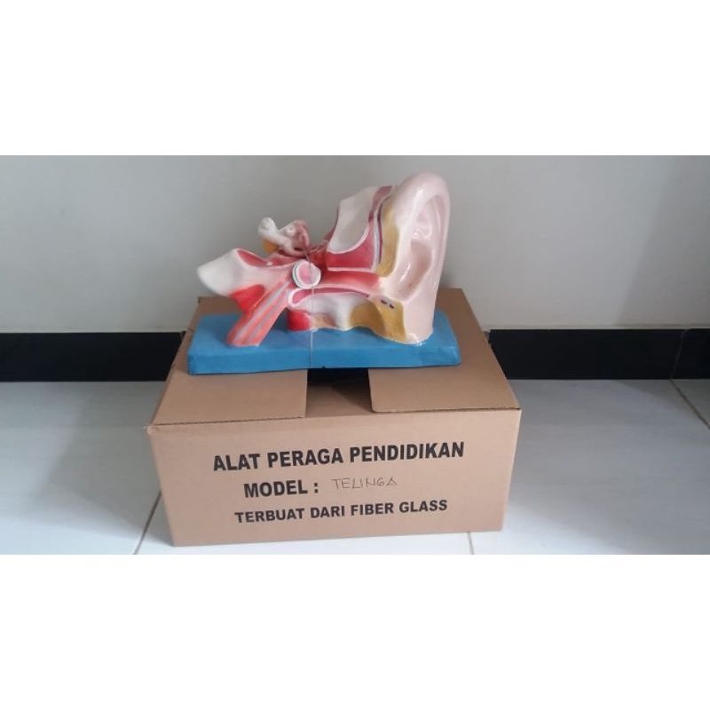 

MODEL TELINGA MANUSIA