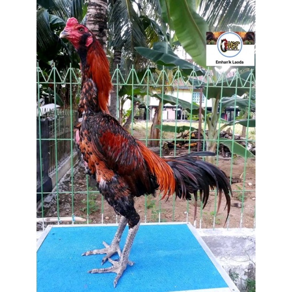 telur tetas ayam khoytrad