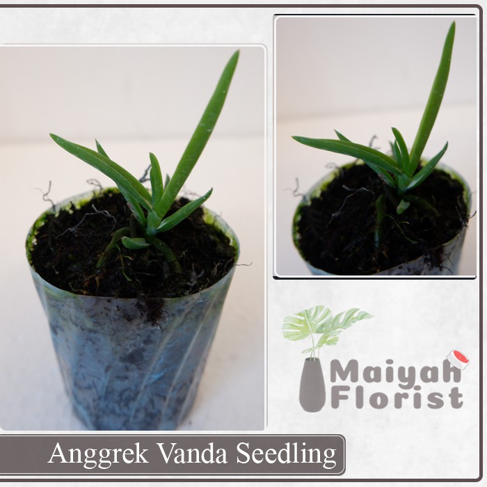 Anggrek Vanda Seedling - Tanaman Hias