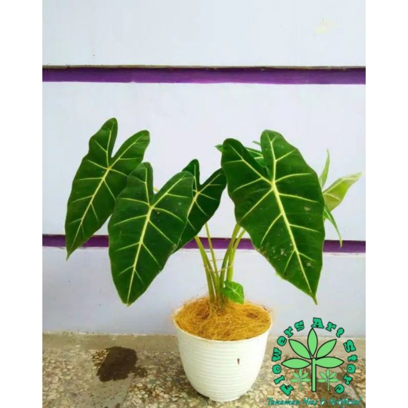 Tanaman Hias Keladi Neon - Alocasia Neon - Keladi Neon Murah