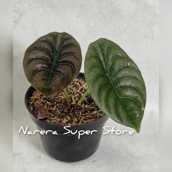 Tanaman Hias Alocasia Cuprea Keladi Tengkorak Pohon Bukan Bonggol
