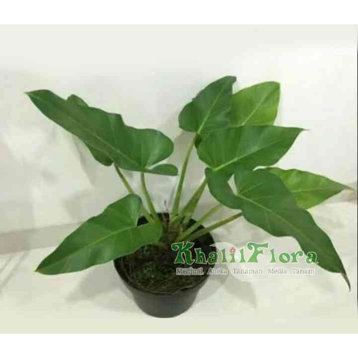 Tanaman Hias Philo // Philo Marble// Phillodendron Marble