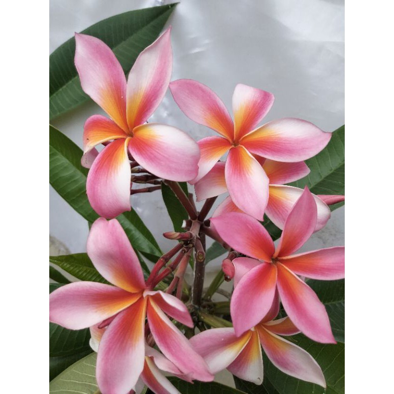 bunga kamboja bibit Kamboja bali