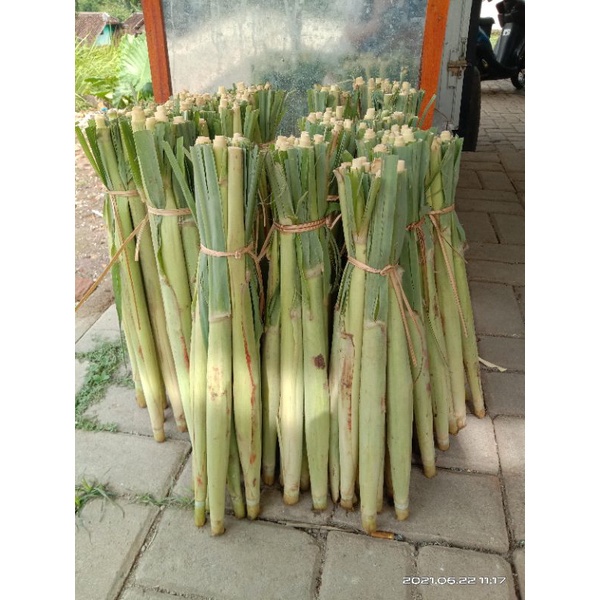 

Terubuk/turubuk/ terubus/ tiwu endog/ tebu telor sayur segar per ikt