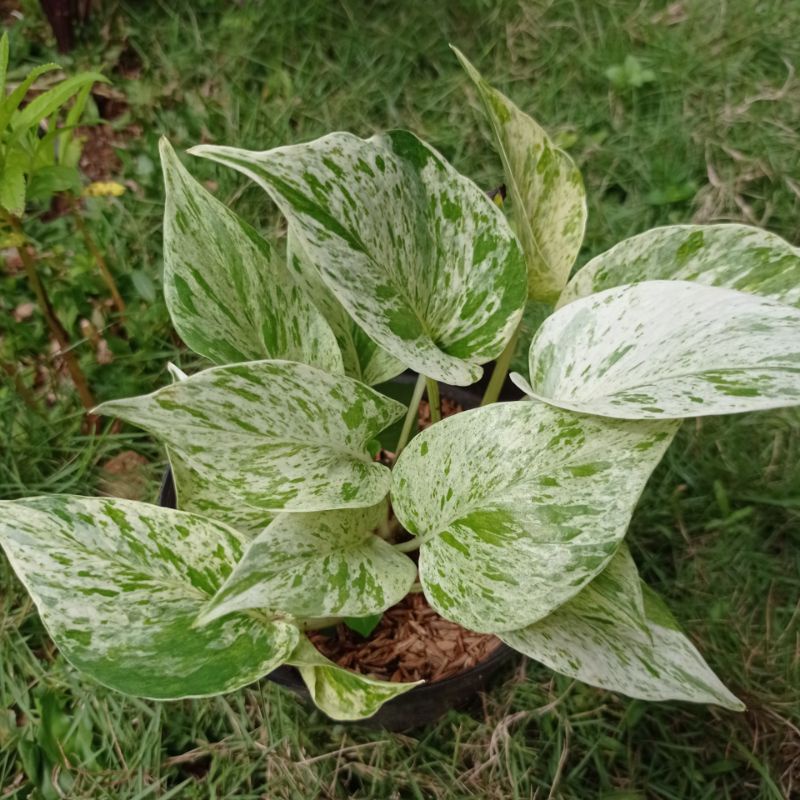 Rose - Marble Queen Epipremnum Pinnatum || Sirih Belanda