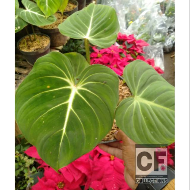 GLORIOSUM-Tanaman indoor Philodendron gloriosum - Tanaman Daun