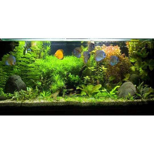 Lampu aquarium 40cm / Lampu Led Aquarium / Lampu celup aquarium / Lampu neon