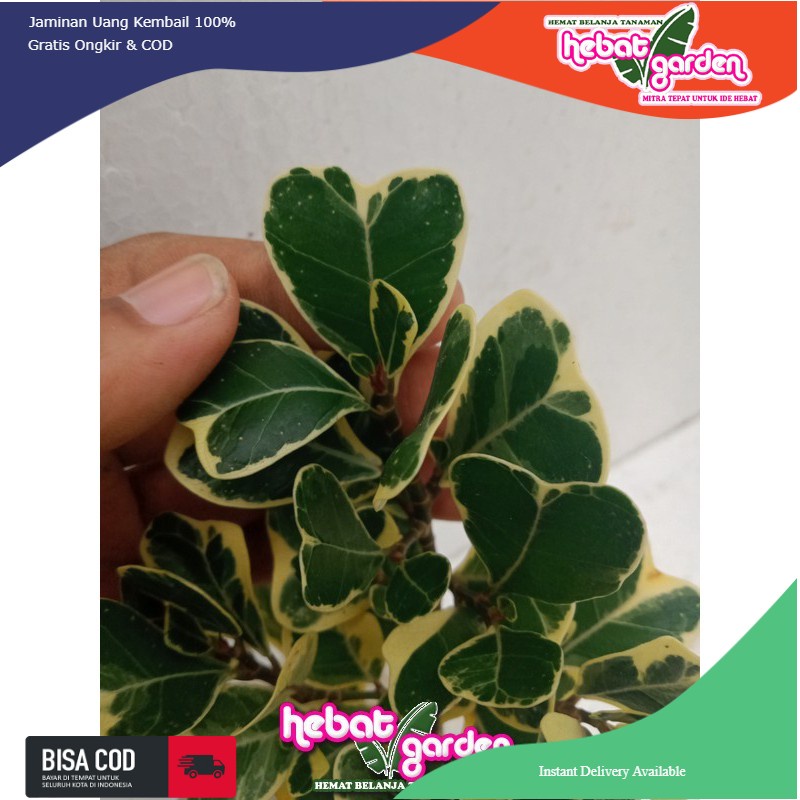 Ficus Triangularis variegata - ficus kupu kupu
