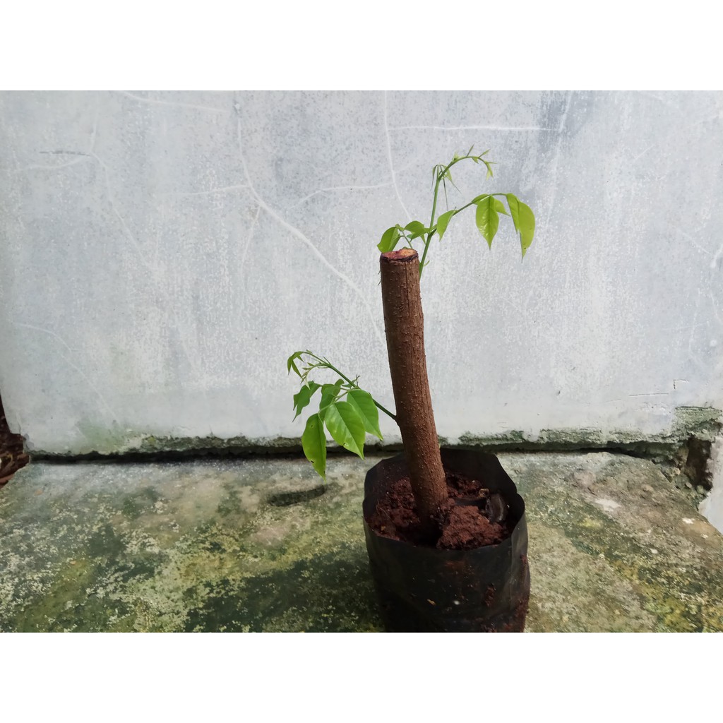 Bibit Angsana -Stek Fullsun- Tanaman Hidup