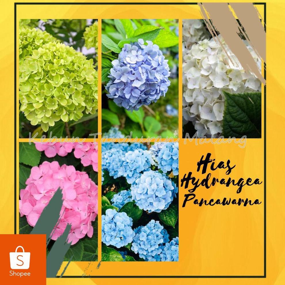 Kode X6286 Tanaman Hias Hydrangea Atau Pancawarna Berbagai Macam Warna Kondisi Berbunga Shopee Indonesia