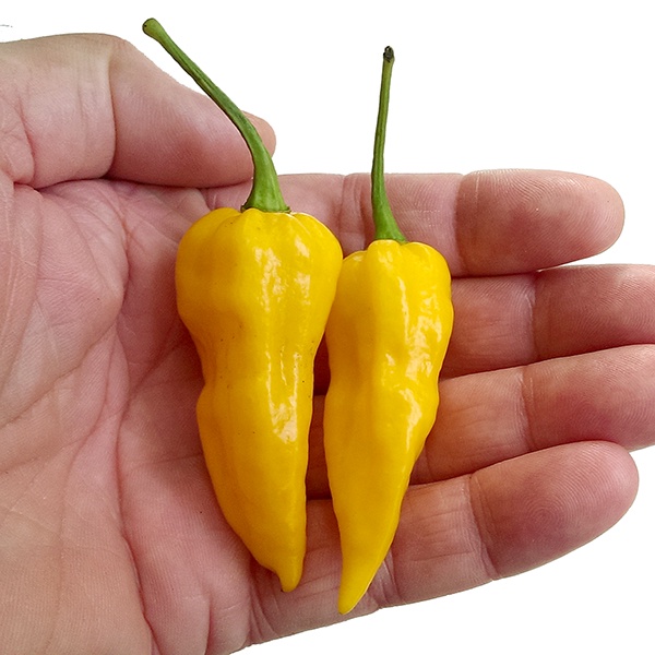 Benih Bibit Biji - Cabai Yellow Bhut Jolokia Ghost Kuning Cabe Pepper Seeds