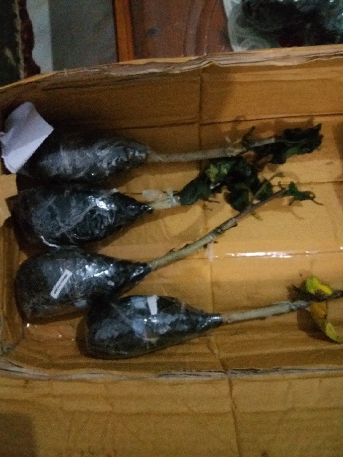 Paket Hemat Hibiscus 10pcs